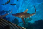 Las Vegas Sharks Feast on 300+ Pounds of Fish Weekly in Casino Aquarium