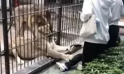 Lion Attack at Chinese Zoo: 10-Year-Old Girl Mauled During Feeding Experience