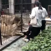 Lion Attack at Chinese Zoo: 10-Year-Old Girl Mauled While Feeding Big Cat