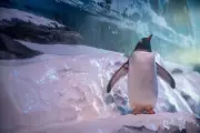London Aquarium Vows Change for Indoor Penguins After Public Campaign