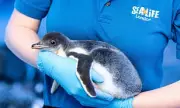 London Aquarium's 15 Gentoo Penguins Face Potential Relocation After Public Campaign