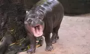 Man Arrested After Climbing Into Enclosure of Social Media Star Pygmy Hippo Moo Deng