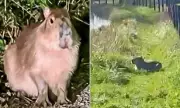 Marwell Zoo Deploy Melon-Laced Traps to Recapture Escaped Capybara Samba