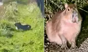 Marwell Zoo's Escaped Capybara Samba Still at Large After Six Days