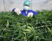 Medical Cannabis Ineffective for Common Mental Health Conditions, Major Review Finds