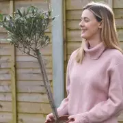 Mediterranean Olive Tree Sale: £20 Off Cheaper Than Amazon Price
