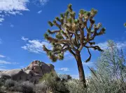Mining Plan Near Joshua Tree Park Sparks Outrage Over Tortoise Habitat