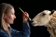 Morag the Cloned Sheep: Dolly's Predecessor Now on Permanent Museum Display