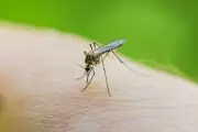 Mosquitoes Evolve Faster Than Insecticides, Raising Global Malaria Risk