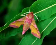 Moth-Watching Could Protect Your Brain from Age-Related Decline, Study Suggests