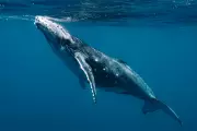 Mysterious 1940s Ocean Sound Solved: Humpback Whale Song Discovery