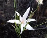 Natal Crocus: The Fire-Dependent Flower That Deceives Ants to Survive