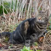 Natural Spray Recipe to Stop Cats Fouling in Gardens: Experts Reveal Solution