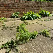 NETTA Cordless Weed Remover: The £70 Gadget That Makes Garden Weeding Effortless