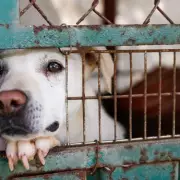 New Dog Seizure Powers and Unlimited Fines for Livestock Worrying