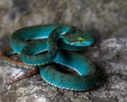 New Species Discovered in Cambodia's Limestone Caves: A Biodiversity Breakthrough