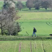 New UK Pet Laws: Dog Walkers Face Unlimited Fines, Primate Owners Require Licences