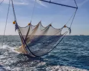 Ocean Heating and Overfishing Must Be Addressed Jointly, Experts Warn