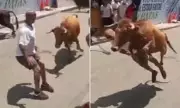 Peruvian Festival Bull Attack Survivor Miraculously Escapes Death