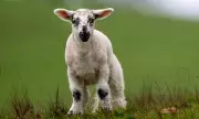 Police Appeal After 13 Lambs Found with Necks Deliberately Snapped in County Down