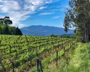 Portugal's Crisp Whites: The Perfect Aperitif Wines Gaining Popularity