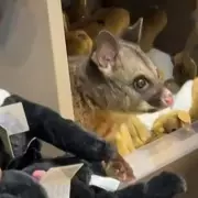Possum Stuns Airport Staff by Hiding Among Toy Animals in Gift Shop