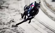 Pressure Mounts to End Greyhound Racing in England After Wales Ban and Scotland Vote