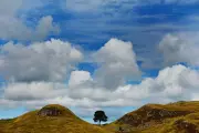 Public Vote Opens on Sycamore Gap Tree Wood Art Commission