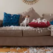 Puppy Blues Study: 45% of New Dog Owners Experience Stress and Regret