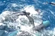 Rare Sperm Whale Birth Video Reveals Extraordinary Group Behaviour