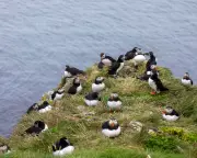 Readers' Top UK Spring Day Trips: From Puffins to Gardens