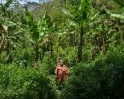 Rio's Banana Growers Champion Agroforestry to Protect World's Largest Urban Forest