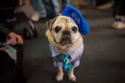 Romania's Annual Pet Expo Showcases Costumed Pets in Bucharest
