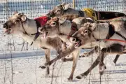 Salla Porocup Reindeer Sprint Racing Event Captivates Finland