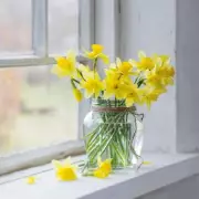 Savvy Shopper's Daffodil Hack: Buy Potted, Not Cut, for Triple the Blooms