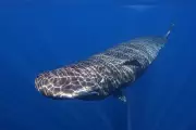 Scientists Capture Rare Footage of Sperm Whales Cooperating During Birth