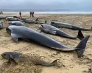 Scottish Whale Stranding Tragedy: Pod Loyalty During Difficult Birth Blamed