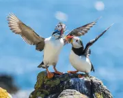 Seabird 'Wreck' Crisis: Thousands of Puffins and Guillemots Dead on European Coasts