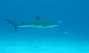 Sharks in Bahamas Test Positive for Cocaine and Pharmaceuticals in Groundbreaking Study