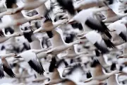 Snow Geese Spectacle: Thousands Migrate in Pennsylvania's Sunrise Display