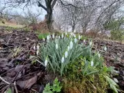 Snowdrops in Snowdonia: A Family's Enduring Connection to Nature