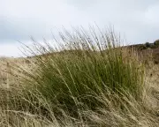 Soft-Rush Pith: The Forgotten Firestarter That Lit Winter Nights