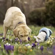 Spring Alert: Common Blooming Plant Highly Toxic to Dogs and Cats