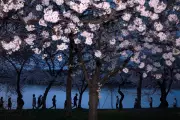 Spring's Global Floral Spectacle: From Tokyo's Cherry Blossoms to Mexico's Jacarandas
