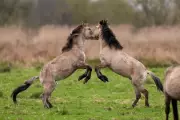 Stallions Spar in Natural Display at Cambridgeshire Nature Reserve