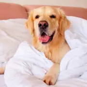 Stop Dog Hair on Your Bed with a 5-Second Rubber Glove Trick