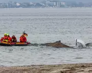 Stranded Baltic Humpback Whale Faces Imminent Death Without Rescue