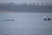Stranded Humpback Whale Freed in Baltic Sea, Faces Long Journey to Safety