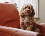 Study Reveals Cockapoos and Cavapoos Show More Behavioural Issues Than Pure Breeds