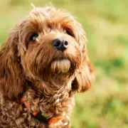 Study Reveals Designer Crossbreed Dogs Exhibit More Behavioural Issues Than Purebreds